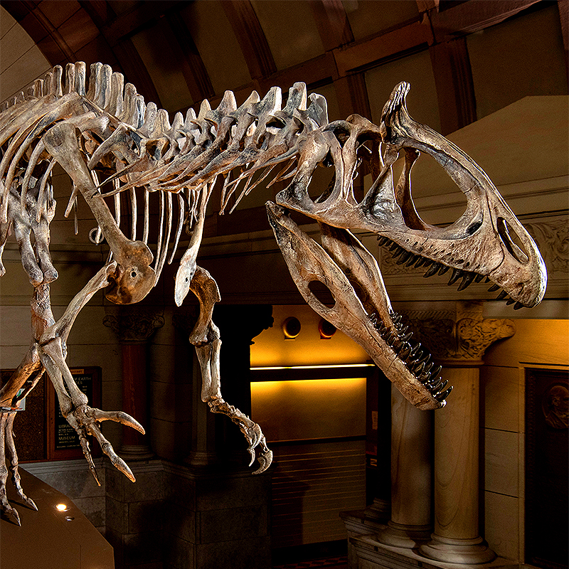 The assembled bones of a Cryolophosaurus dinosaur seemed poised to attack inside the Orton Geological Museum at The Ohio State University. Image copyright 1985 The Ohio State University.