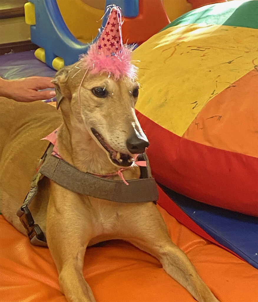 A fawn-colored greyhound lies on an orange mat next to a brightly colored bean bag. The dog is wearing a pink, conical birthday hat with pink stars on the cone and pink fringe. A human hand is petting the back of the dog’s neck.