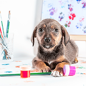 A puppy lies down, surrounded by artists’ brushes, paints, and an easel holding a painting of colorful paw prints on a light background.