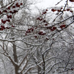 the Oval in winter