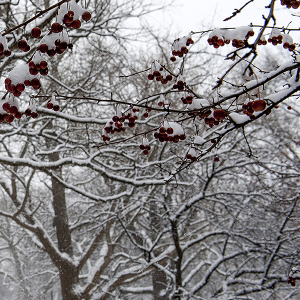 Snow covers the branches of trees and the ground below on the nearly deserted Oval at The Ohio State University.