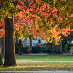 Leaves on a tree have turned yellow, orange and red in a park-like setting.