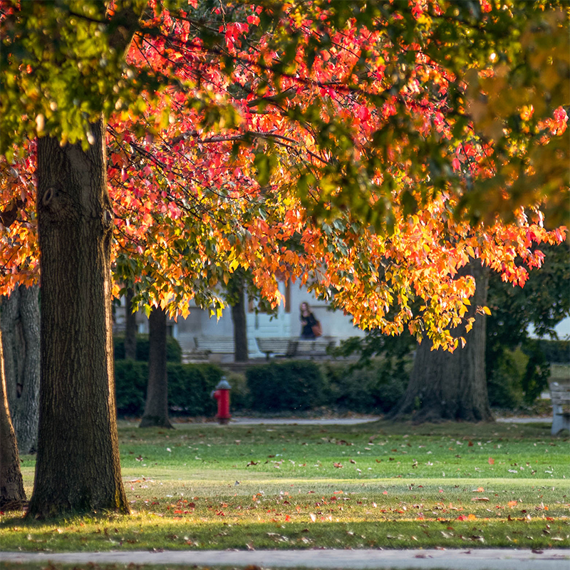 Leaves on a tree have turned yellow, orange and red in a park-like setting.