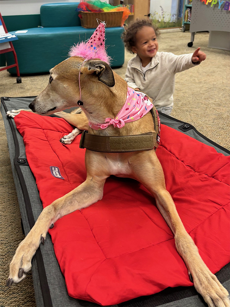 A tan brindle greyhound lays on a dog bed wearing a pink bandana and a pink birthday hat as a small child stands next to her.